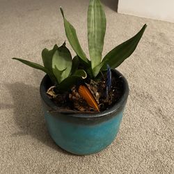Snake Plant