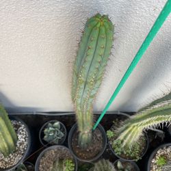 Trichocereus Peruvianus