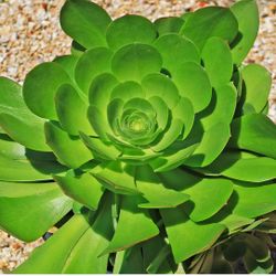 Canary Aeoneum Succulent Plant