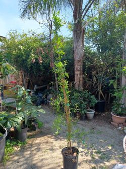 6ft Pomogranant Tree