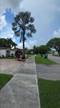 Mature Bismark Palm Tree