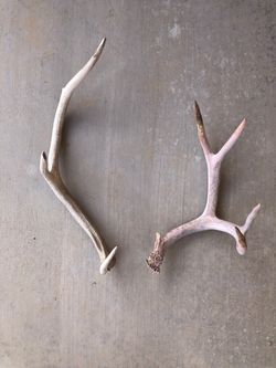 Elk and Mule Deer Antler