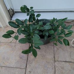 Potted Mexican Lemon Plant/Limon Mexicano Planta (9/2/26)