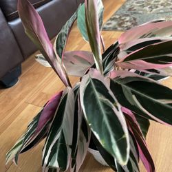 Pink Princess House Plant / Indoor Plant 