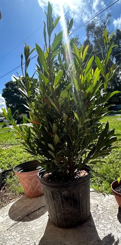 Large Japanese blueberry plant