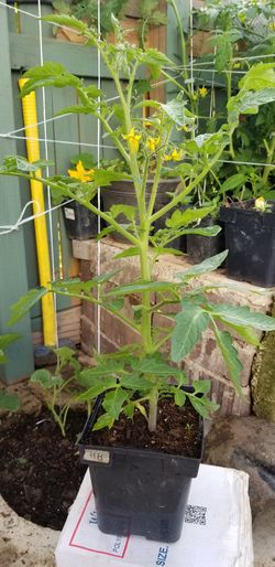 red medium round tomatoes