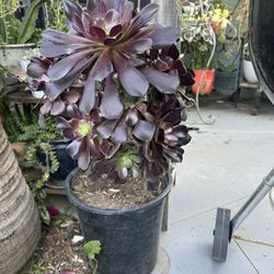 Una Succulents 