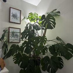 Monstera 12” Pot