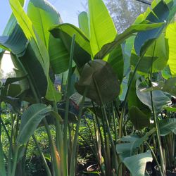 🪴🪴 WHITE BIRD OF PARADISE PLANTS 15gl $85