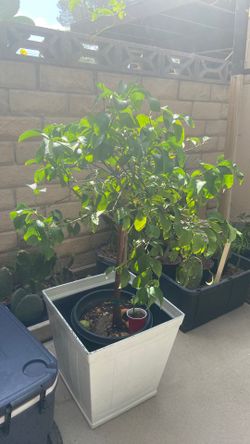 Limon