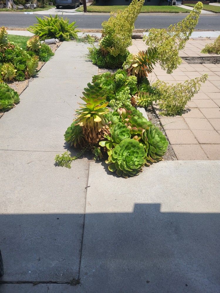 Succulents For Sale