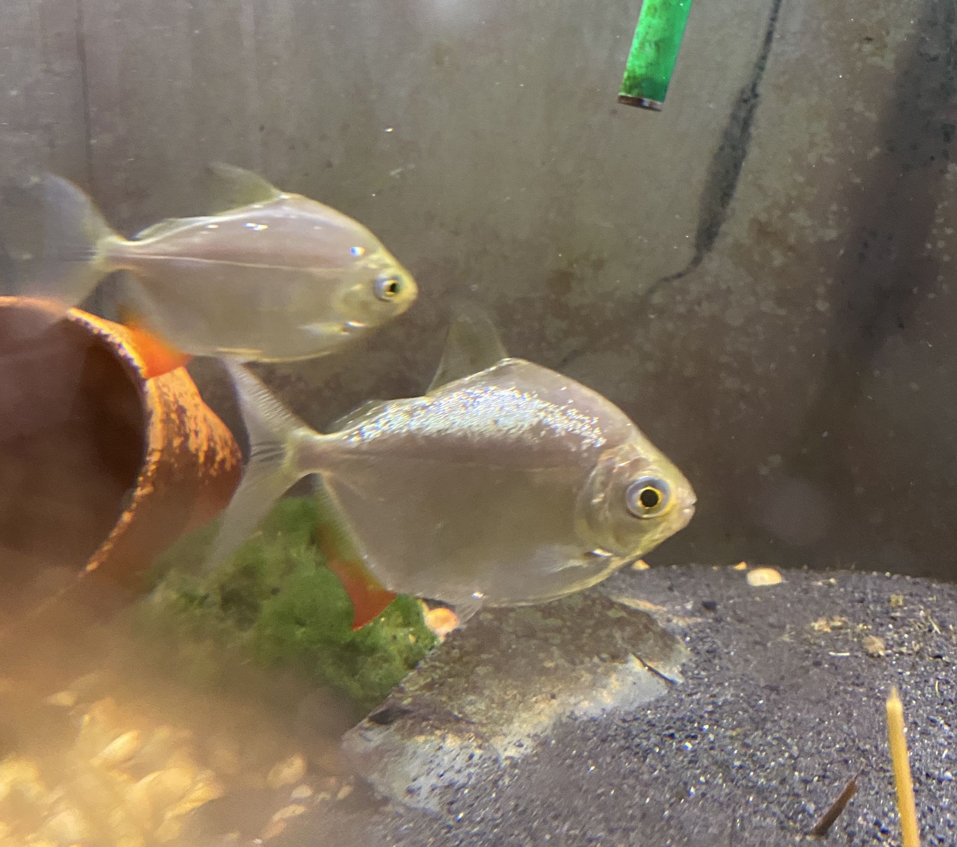 2 Silver Dollar fish Free Or Trade For Plants