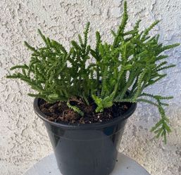 1.5 Gallon Pot Succulent Plant - Crassula Muscosa - Watch Chain - Rooted & Established Plant - Drought Resistant 🪴