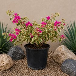 🌺 Bougainvillea – 5 Gallon 🌺
