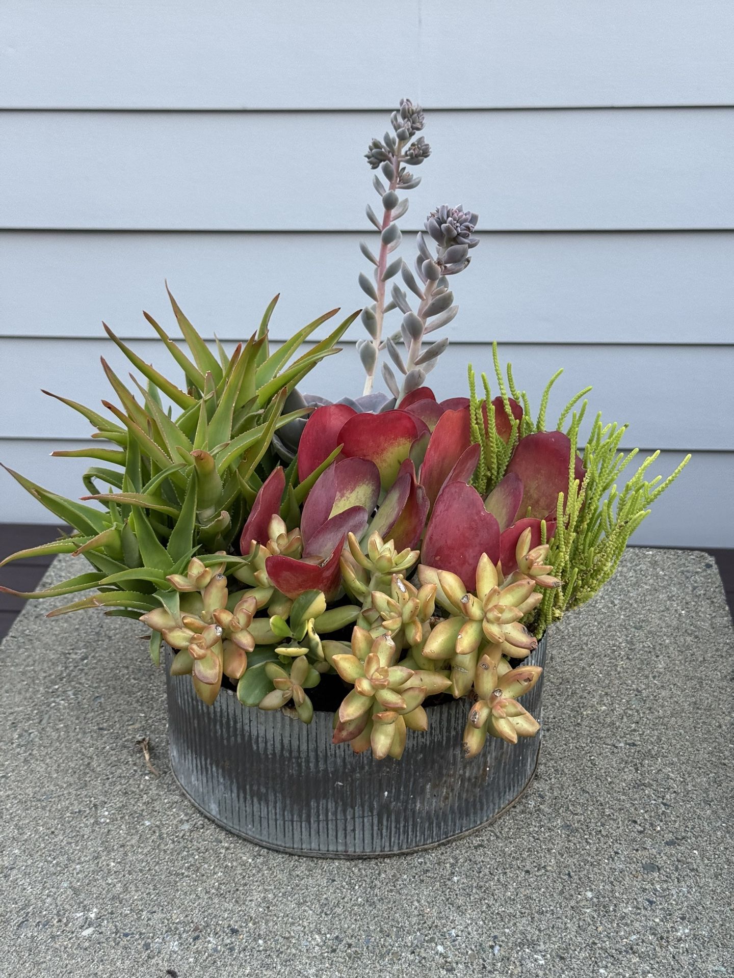 Succulents Arrangement w/ Galvanized Planter