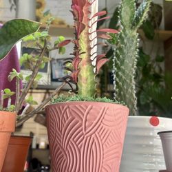 A Rare Plant Haven for Aficionados and Everyday Enthusiasts! 