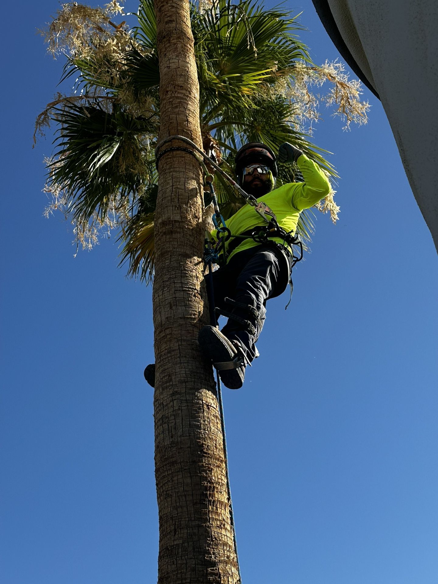 Palm & Tree Trimming