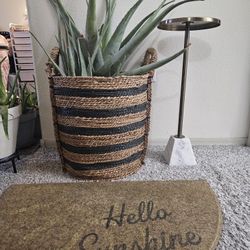 Large Aloe Vera Set with planter And Wicker Basket 
