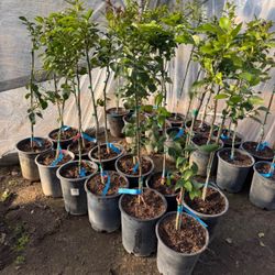 Lisbon lemon trees 🍋🌳 / Árboles de limón amarillos Lisbon 🍋🌳 $30 each  