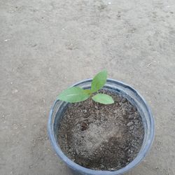 Pecan Plant