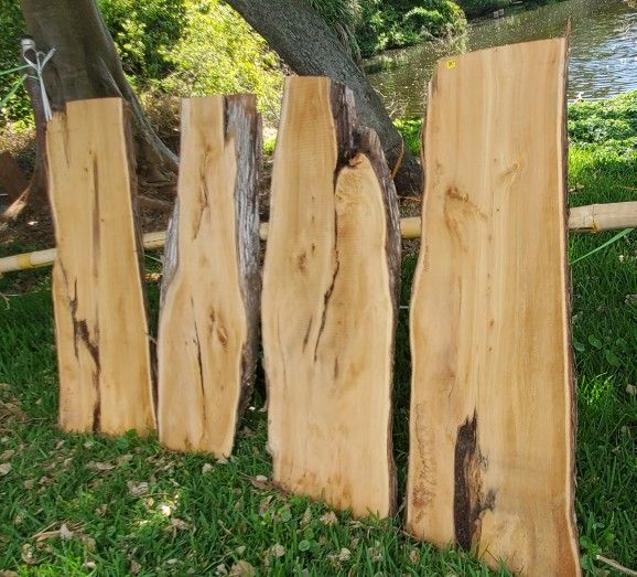 light colored lebanese cedar live edge wood slabs 50" x 16-20" W x abt 2" thick $44 ea board