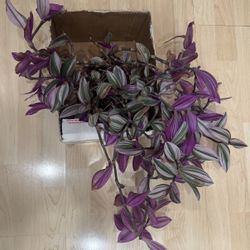 Tradescantia Nanouk Mature and Healthy Plant