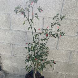 Chili Plant Spicy