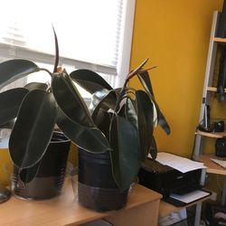 Ficus Robusta House Plant 16 in Tall