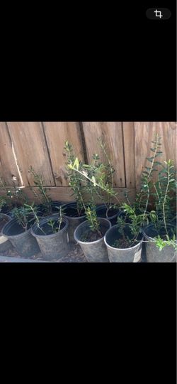 Small Potted Shrub Plants in Black Nursery Pots
