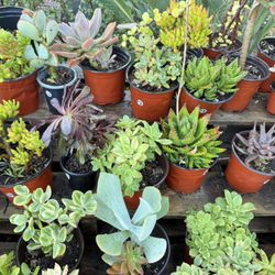 Variety Of Succulents Plants 