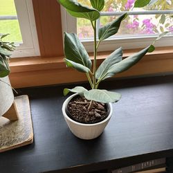Ficus Audrey