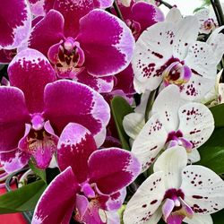 Orchids For Valentines And Tet