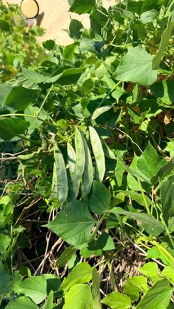 🌱 ORGANIC HYACINTH BEAN VINE (SAIM / SEM / LABLAB BEAN) 🌱