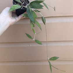 4” Rare Hoya Pallida