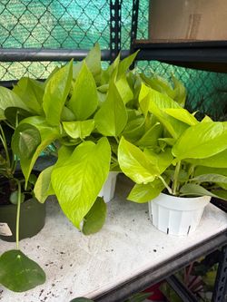 Neon Pothos  (Indoor Plant)