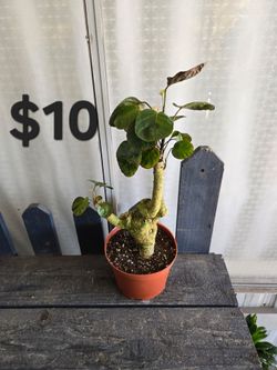 Aralia fabian Bonsai