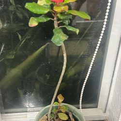 Euphorbia Geroldii Plant