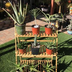 A Variety Of Aloe Succulent Plants 