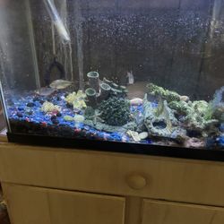 Fish Aquarium With Fish 