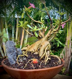 Desert Rose Bonsai With Pink Flowers On Rock for Sale in Deerfield Beach,  FL - OfferUp