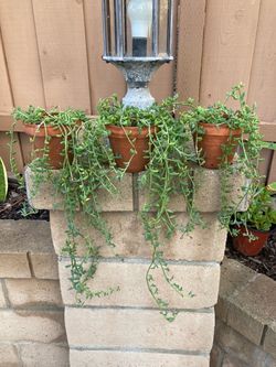 String Of Dolphins Senecio Peregrinus Succulent Plant In 4” Terracotta Planter