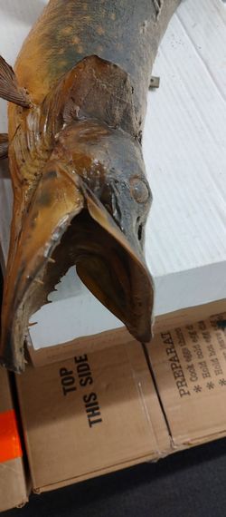 Vintage 26" Fish Mount
