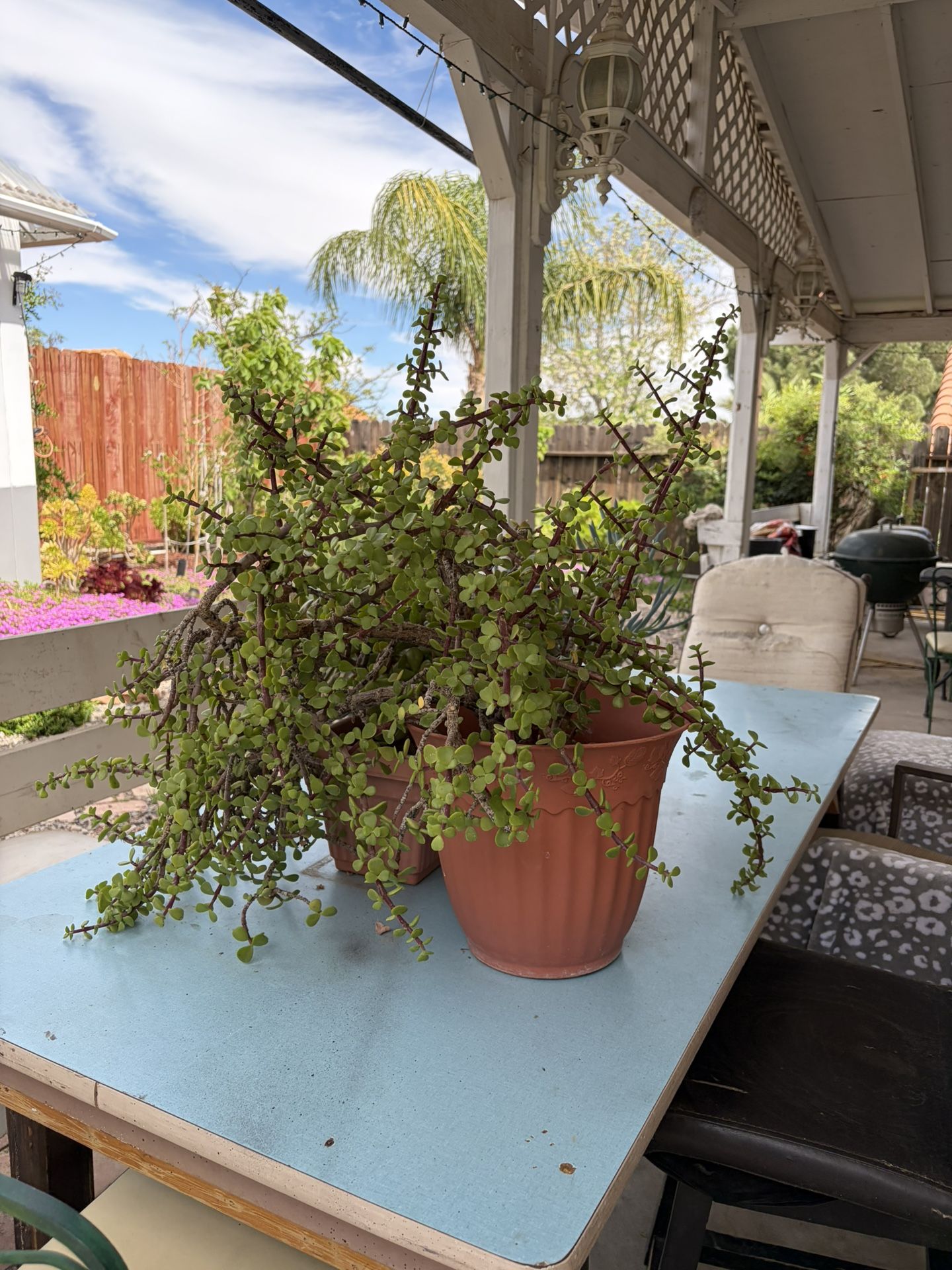 Beautiful Succulent Plants