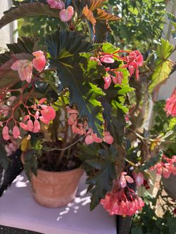 Gorgeous Begonias Plant. Young And Fresh.