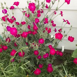 Rose Campion Perennial Plant.
