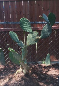 Nopal