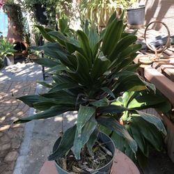 Plant For Sale