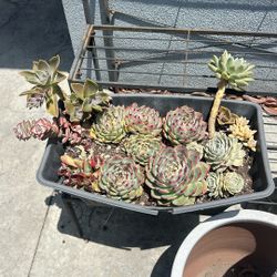 ALL succulents Plants / Planta Suculenta