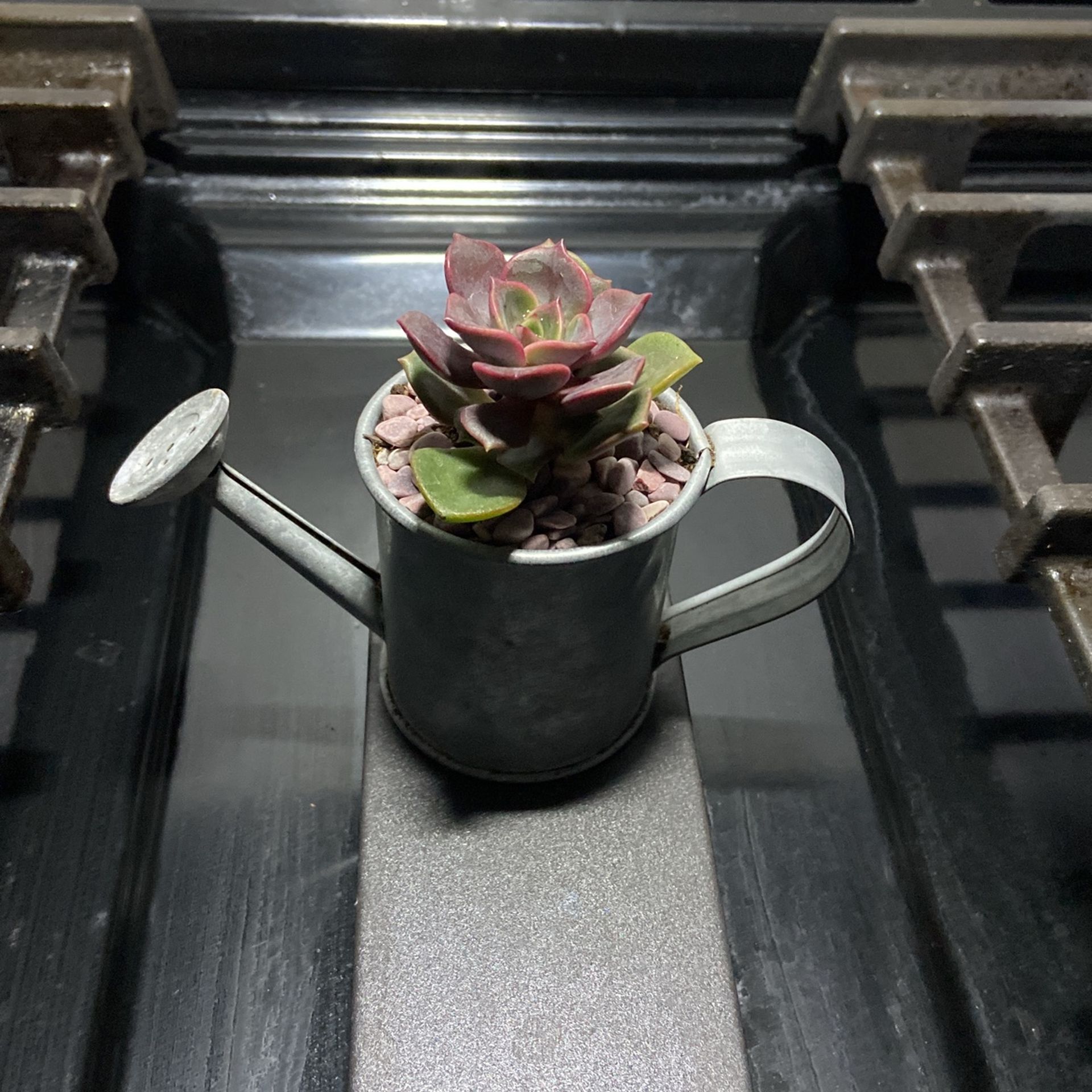 Succulent Plant