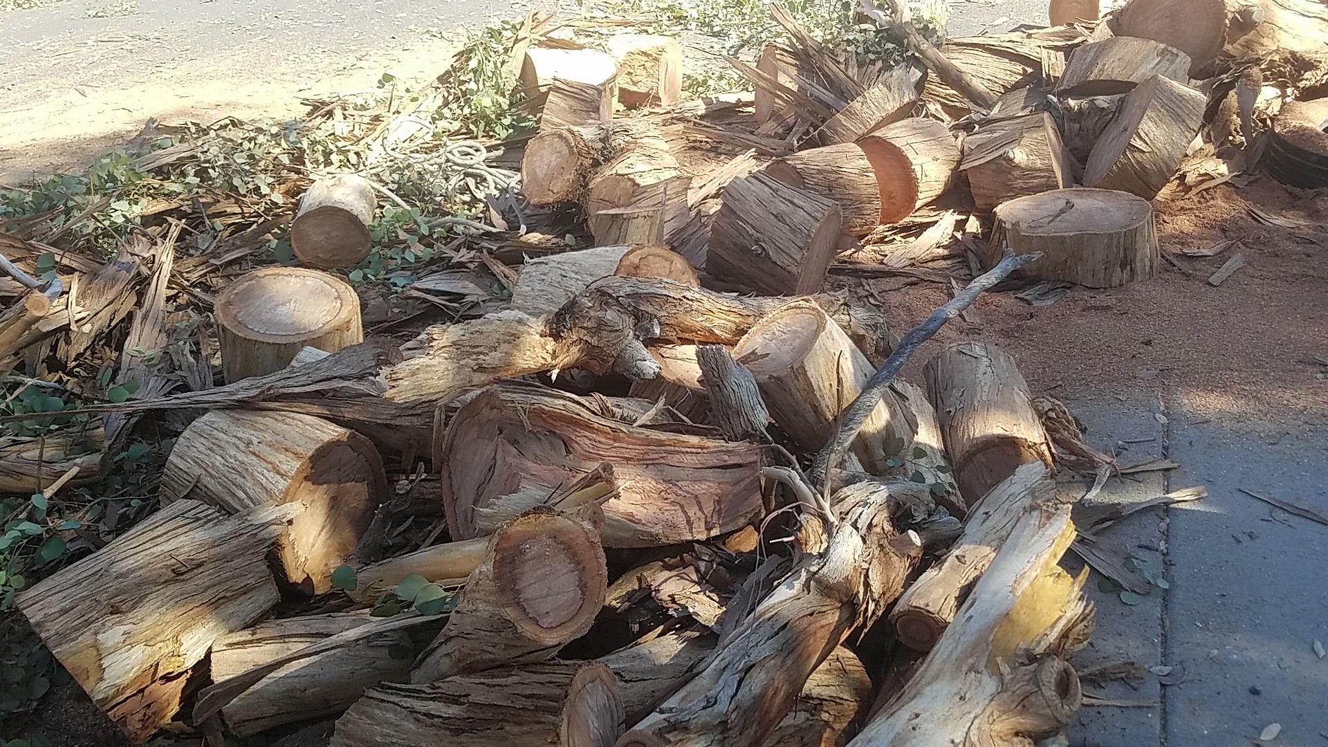 Free eucalyptus firewood